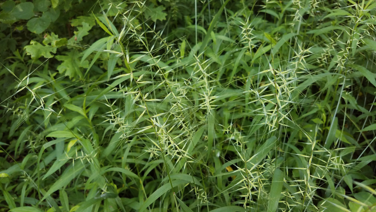 Bottlebrush Grass (Elymus hystrix) 2x2x3" Pot