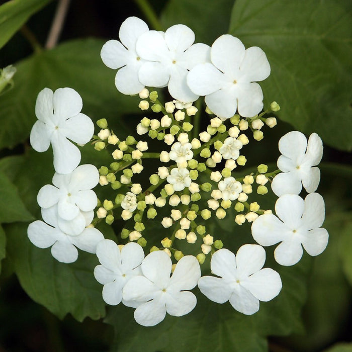 American Highbush Cranberry (Viburnum opulus var. americanum)