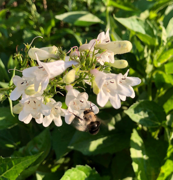 Foxglove Penstemon (Penstemon digitalis) 2x2x3" Pot