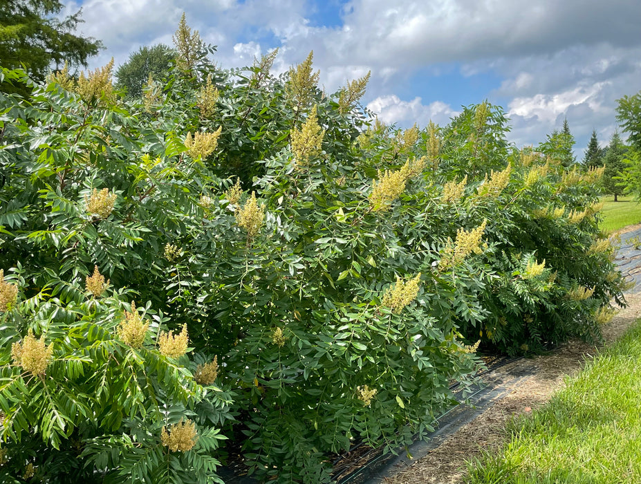 Flameleaf Sumac (Rhus copallina)