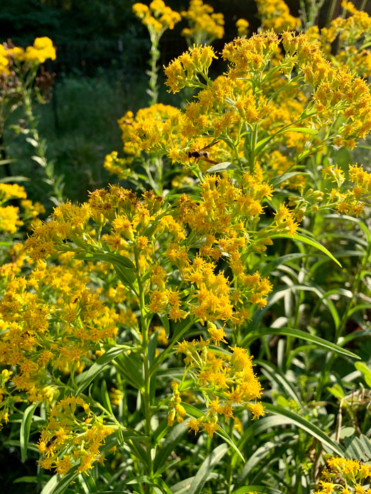 Riddell's Goldenrod (Oligoneuron riddellii) 2x2x3" Pot