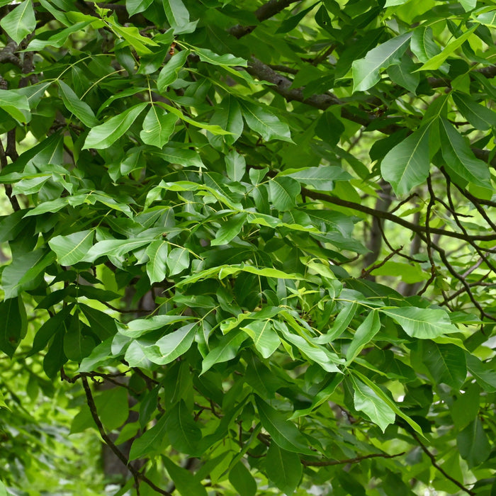 Kingnut Hickory (Carya laciniosa)