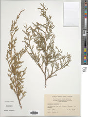 Eastern Red Cedar (Juniperus virginiana)