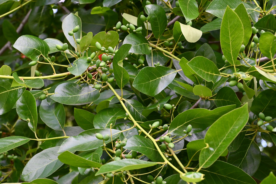 Black Gum (Nyssa sylvatica)
