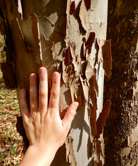 American Sycamore (Platanus occidentalis)