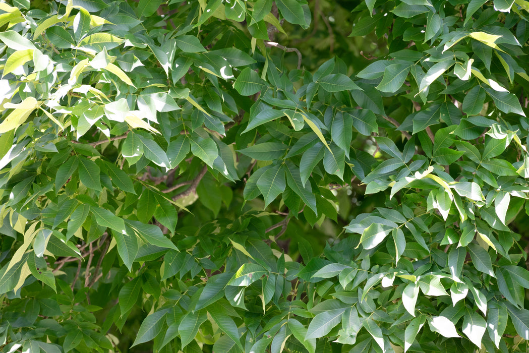 Mockernut Hickory (Carya tomentosa)