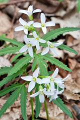 Cutleaf Toothwort (Cardamine concatenata) BARE ROOT - SHIPS BEGINNING WEEK OF 12/2