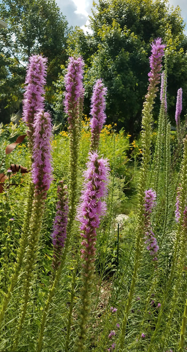 Dense Blazing Star (Liatris spicata) 2x2x3" Pot