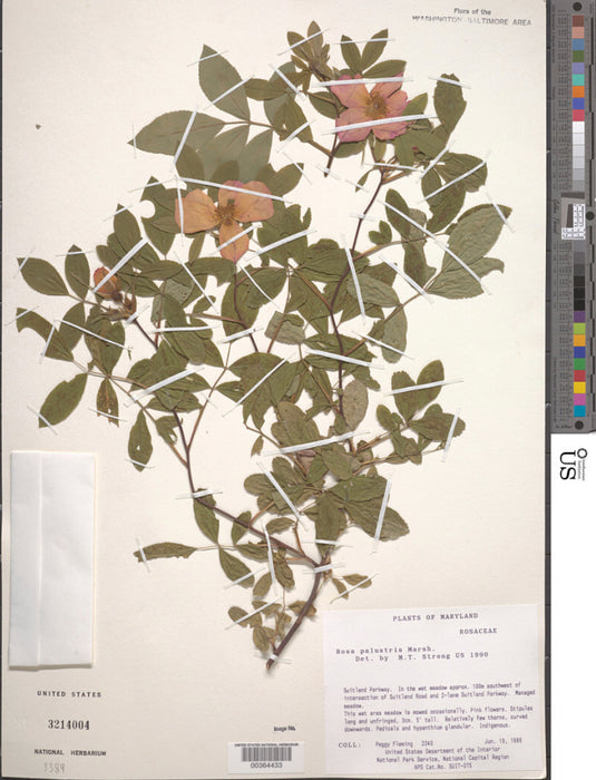 Swamp Rose (Rosa palustris)