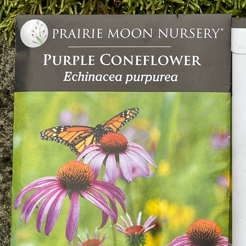 Seed Pack - Purple Coneflower (Echinacea purpurea)