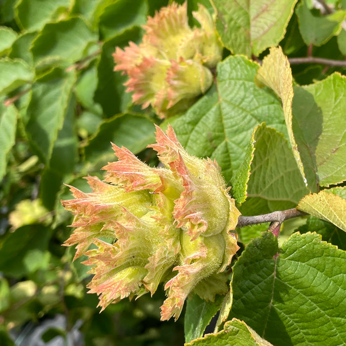 American Hazelnut (Corylus americana)