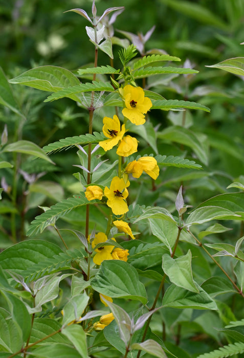 Seed Pack - Partridge Pea (Chamaecrista fasciculata)