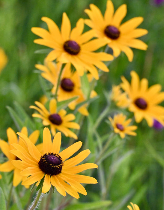 Seed Pack - Black Eyed Susan (Rudbeckia hirta)