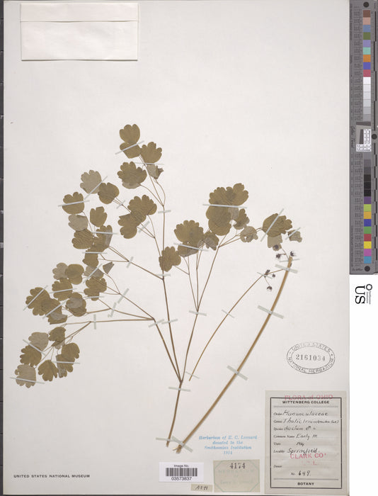 Early Meadow Rue (Thalictrum dioicum)