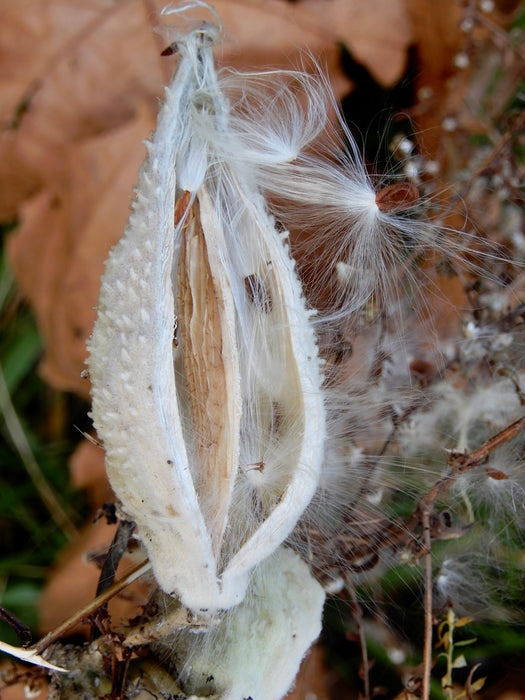 milkweed plant seeds Common Milkweed (Asclepias syriaca) 2x2x3" Pot — Native Plants Unlimited LLC