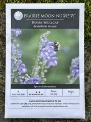 Seed Pack - Hoary [Downy] Skullcap (Scutellaria incana)