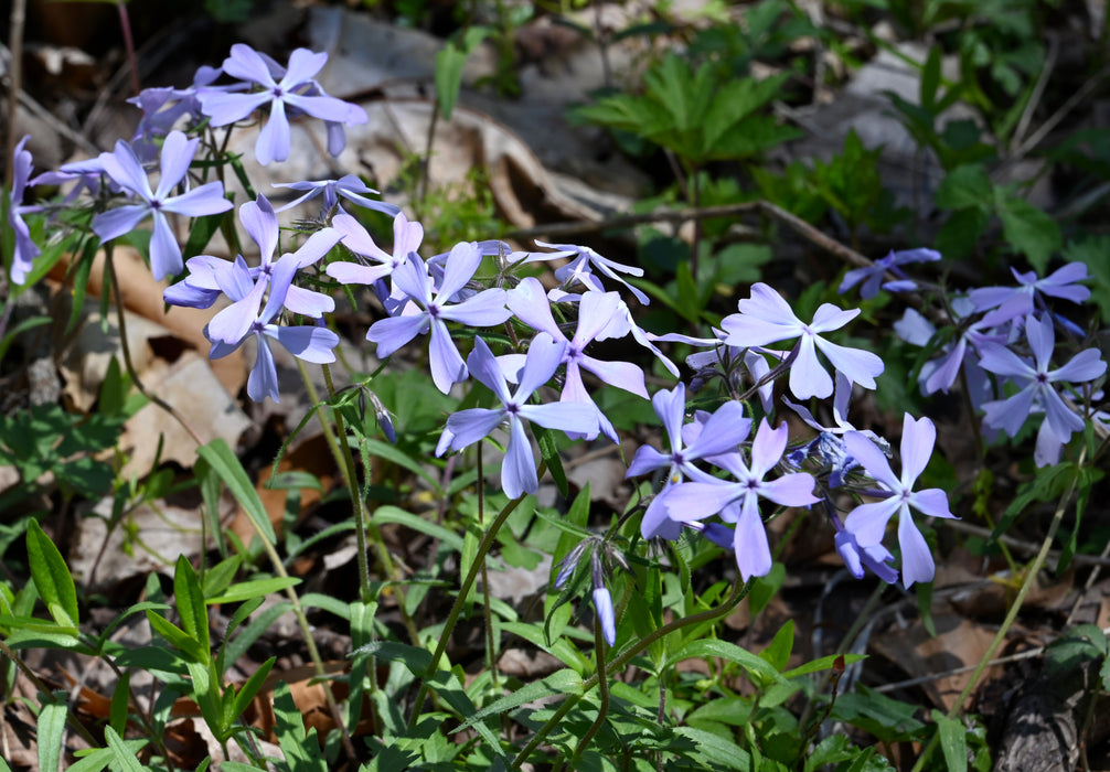Woodland Phlox (Phlox divaricata)