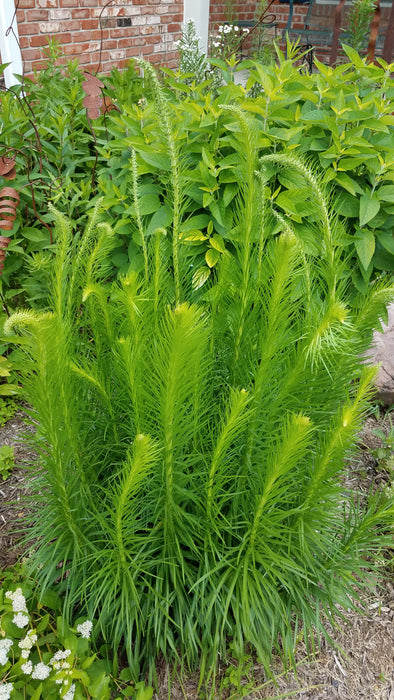 Dense Blazing Star (Liatris spicata) 2x2x3" Pot