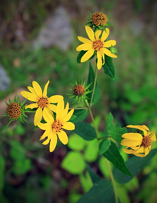 Woodland Sunflower (Helianthus divaricatus)