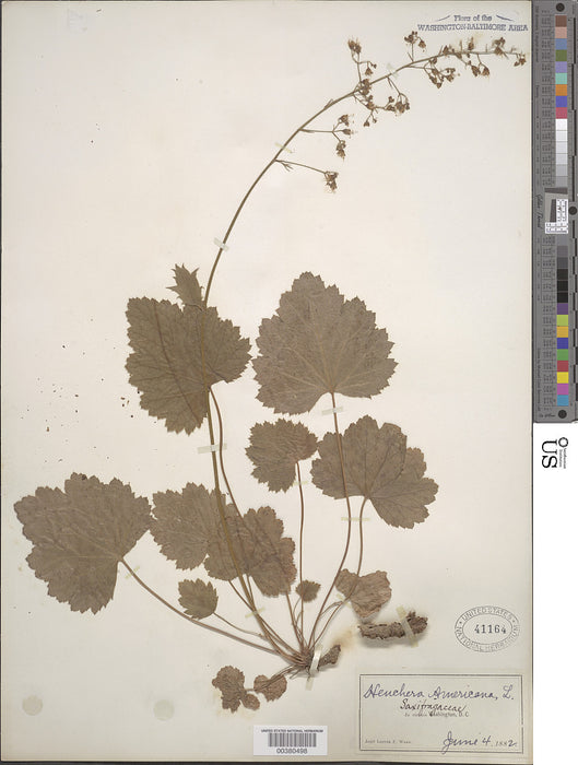 Alum Root (Heuchera americana)
