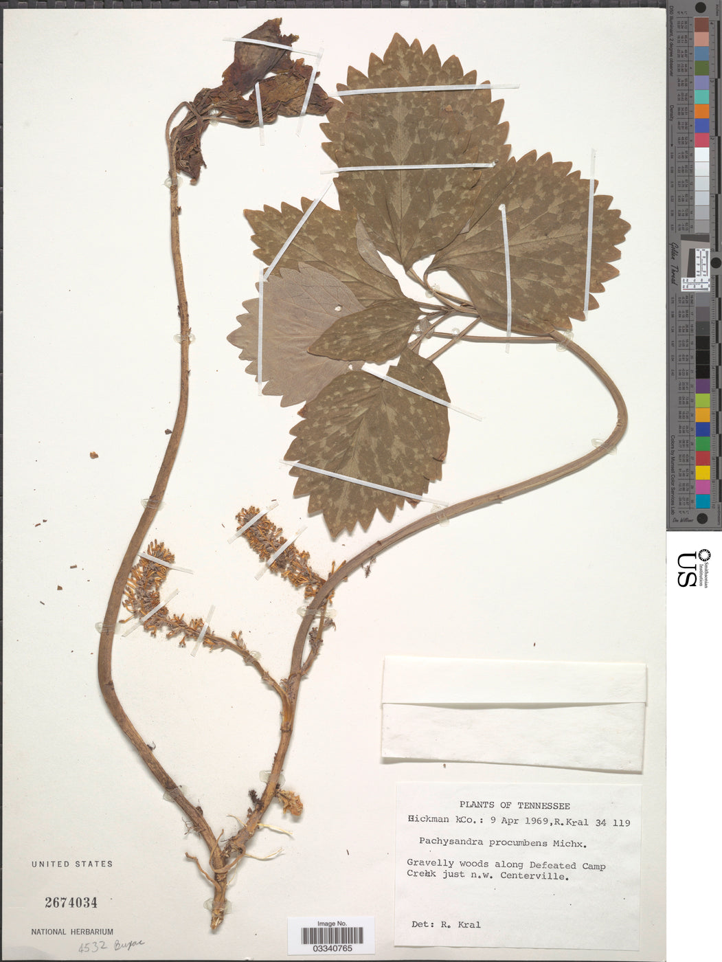 Allegheny Pachysandra (Pachysandra procumbens) BARE ROOT — Native ...