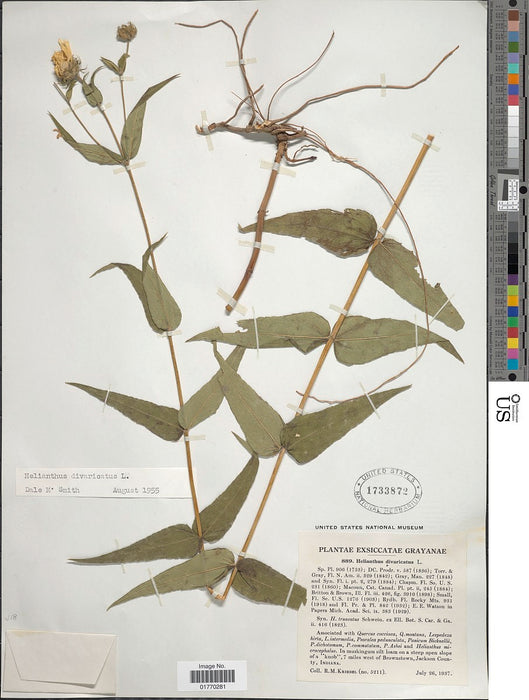 Woodland Sunflower (Helianthus divaricatus)