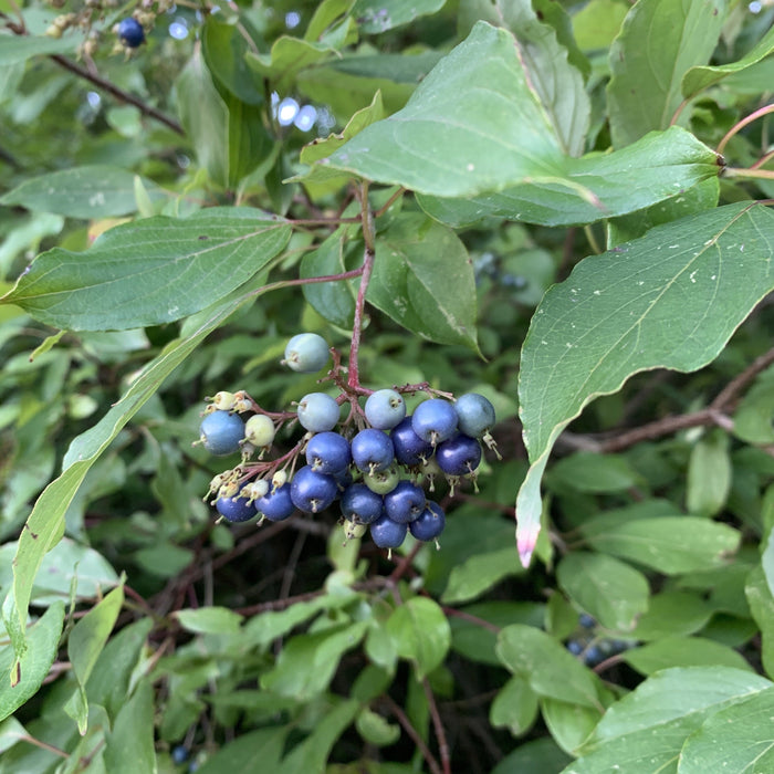 Silky Dogwood (Cornus amomum)