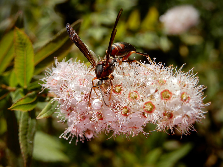 Meadowsweet (Spiraea alba)
