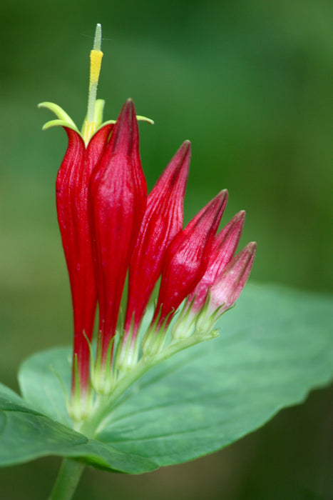 Woodland Pinkroot (Spigelia marilandica) BARE ROOT