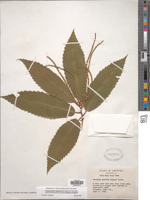 American Chestnut (Castanea dentata)
