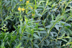 Shrubby St. John’s Wort (Hypericum prolificum)