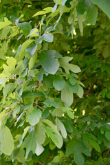 Sassafras (Sassafras albidum)