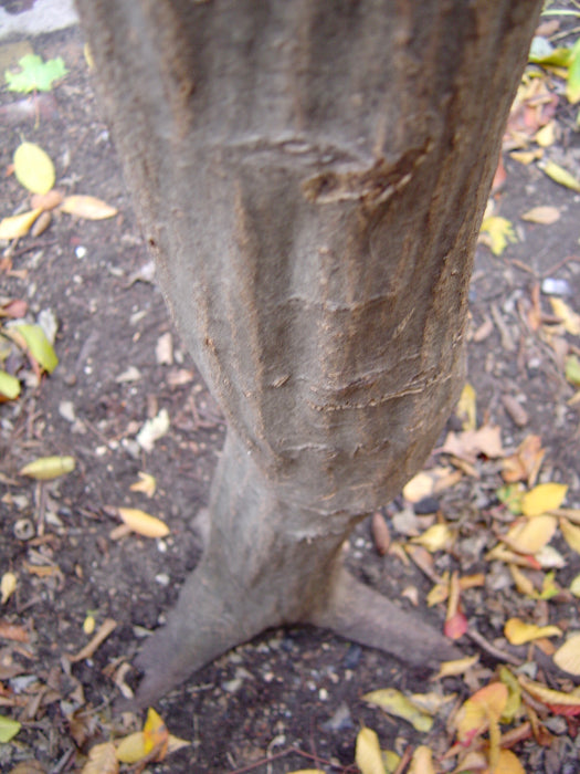 American Hornbeam (Carpinus caroliniana)