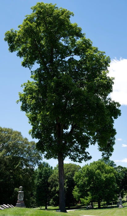 Shagbark Hickory (Carya ovata)
