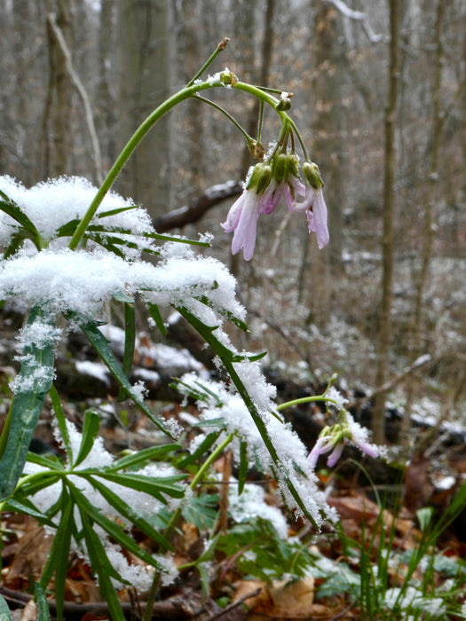 Cutleaf Toothwort (Cardamine concatenata) BARE ROOT