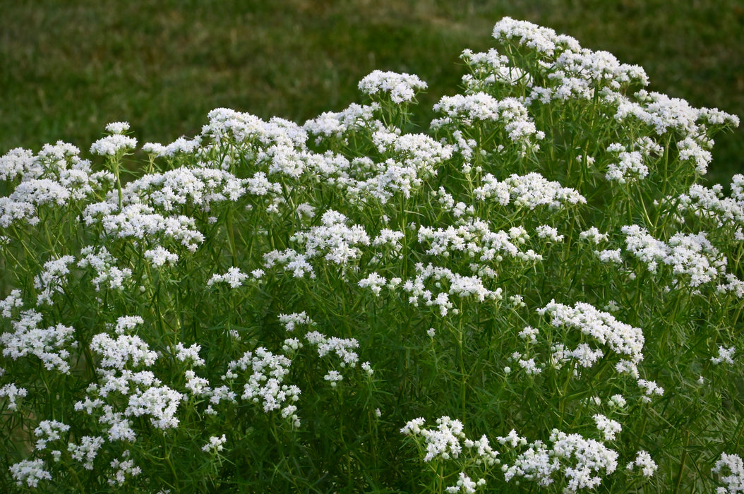 Narrowleaf Mountain Mint (Pycnanthemum tenuifolium) 2x2x3" Pot