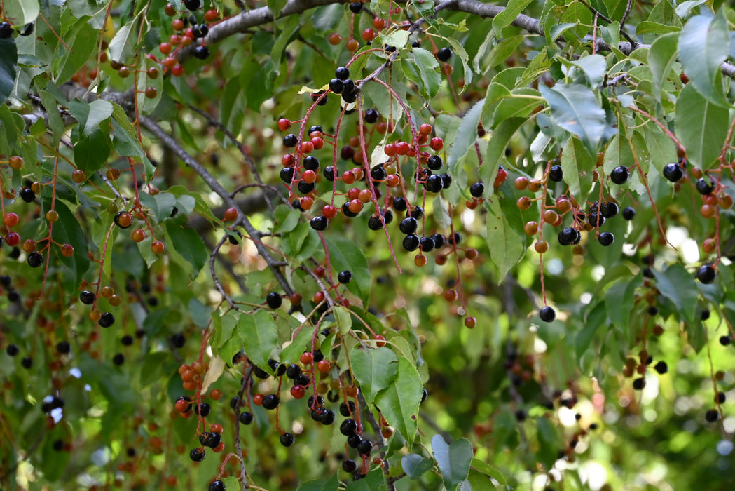 Black Cherry (Prunus serotina)