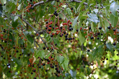 Black Cherry (Prunus serotina)