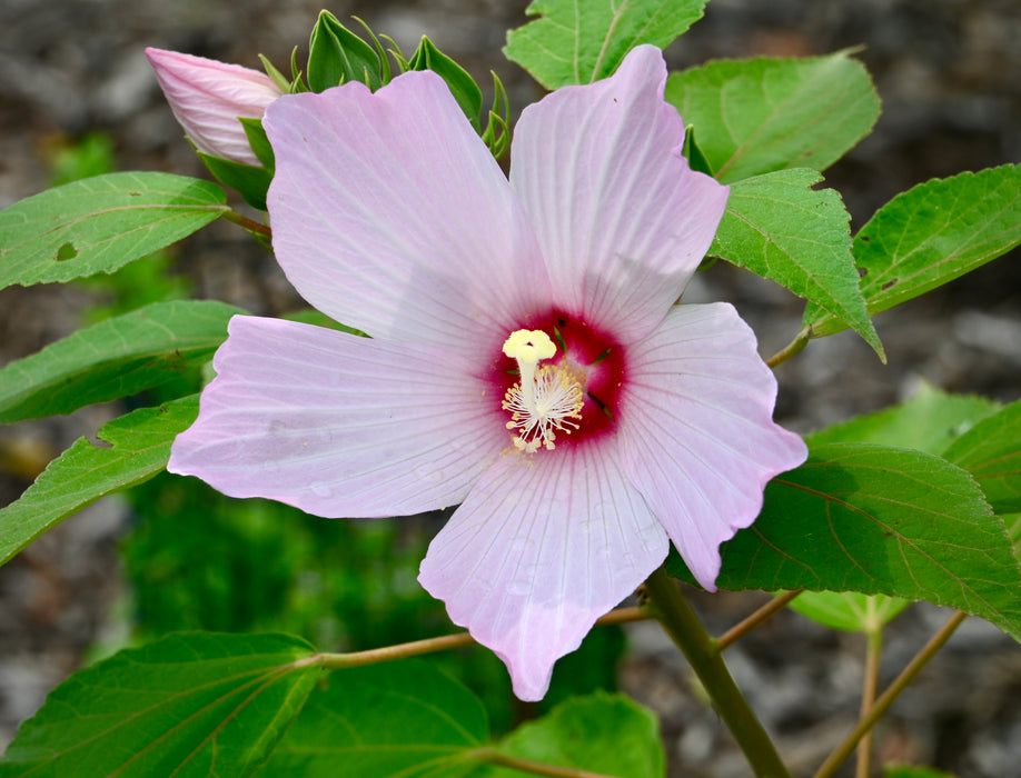 Seed Pack - Rose Mallow (Hibiscus laevis)