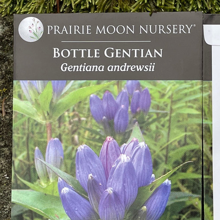 Seed Pack - Bottle Gentian (Gentiana andrewsii)