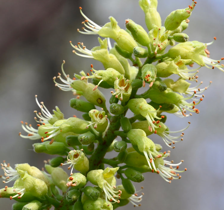 Ohio Buckeye (Aesculus glabra)