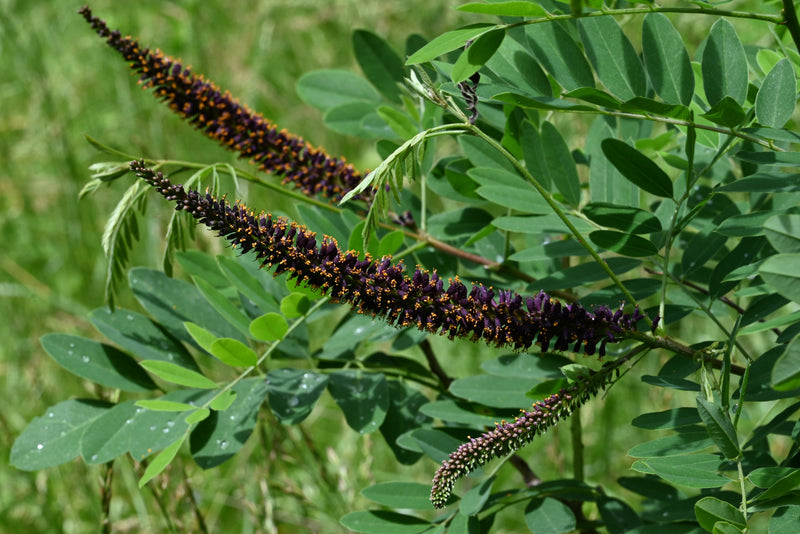 False Indigo Bush (Amorpha fruticosa)