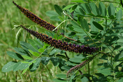 False Indigo Bush (Amorpha fruticosa)