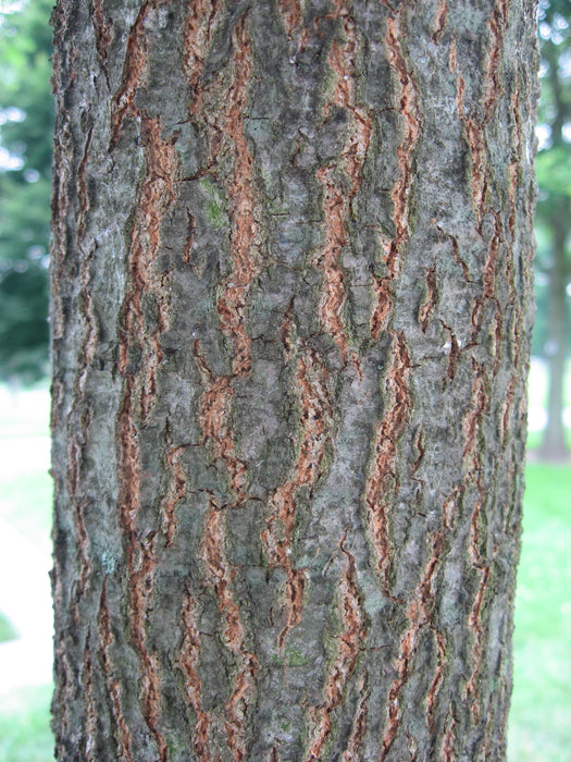 Scarlet Oak (Quercus coccinea)