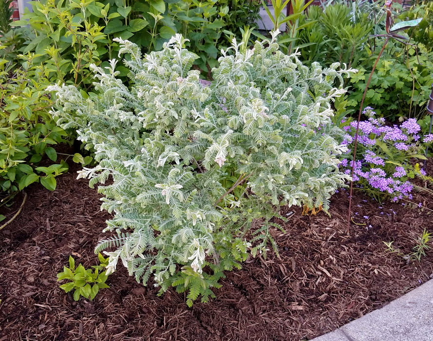 Lead Plant (Amorpha canescens)