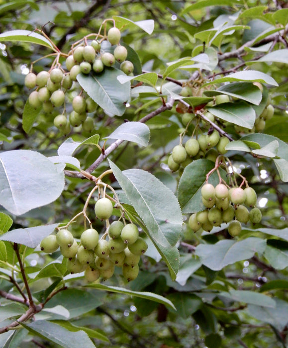Blackhaw Viburnum (Viburnum prunifolium)