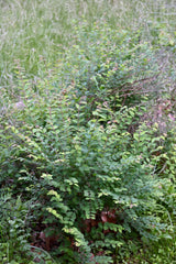 Coralberry (Symphoricarpos orbiculatus)