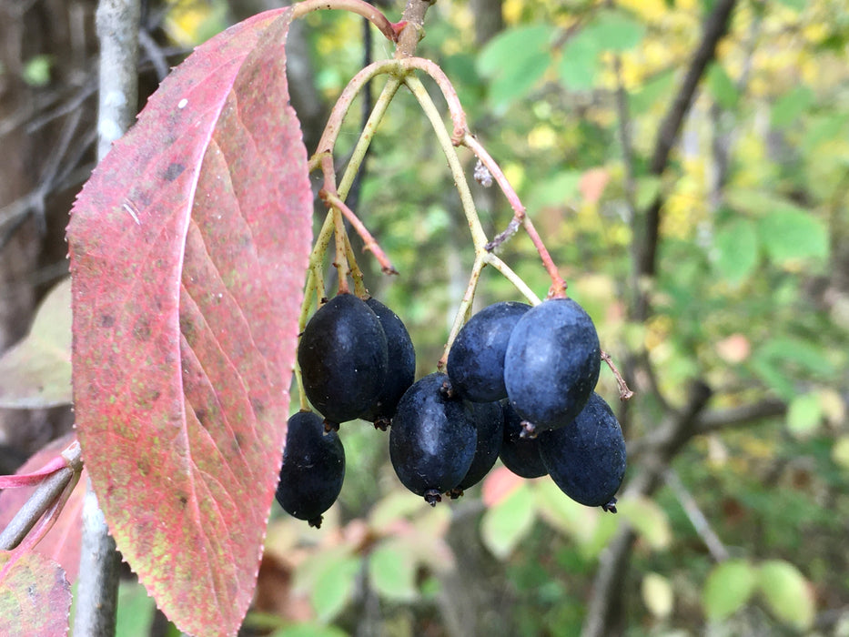 Blackhaw Viburnum (Viburnum prunifolium)