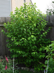 Northern Spicebush (Lindera benzoin)