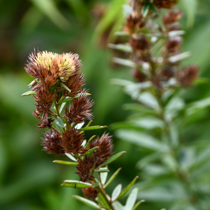 Round-headed Bush Clover (Lespedeza capitata) 2x2x3" Pot